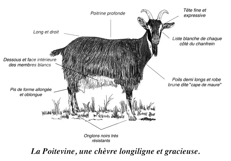 Chèvre Poitevine